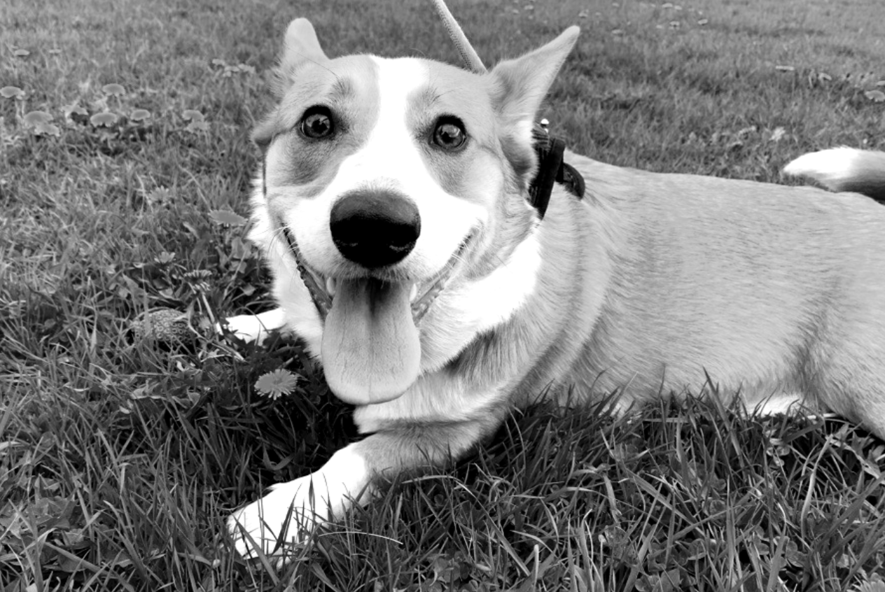 Raptor, our office corgi!